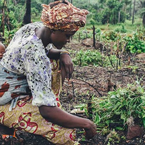 photos-header-transfo-agro